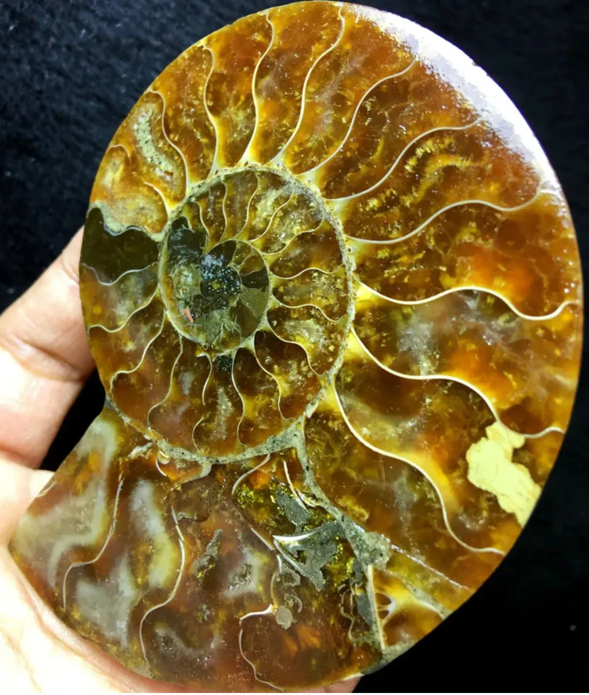 Ammonite Fossil Shell