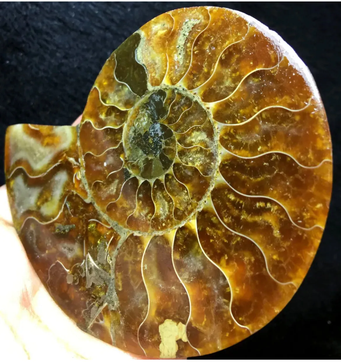 Ammonite Fossil Shell