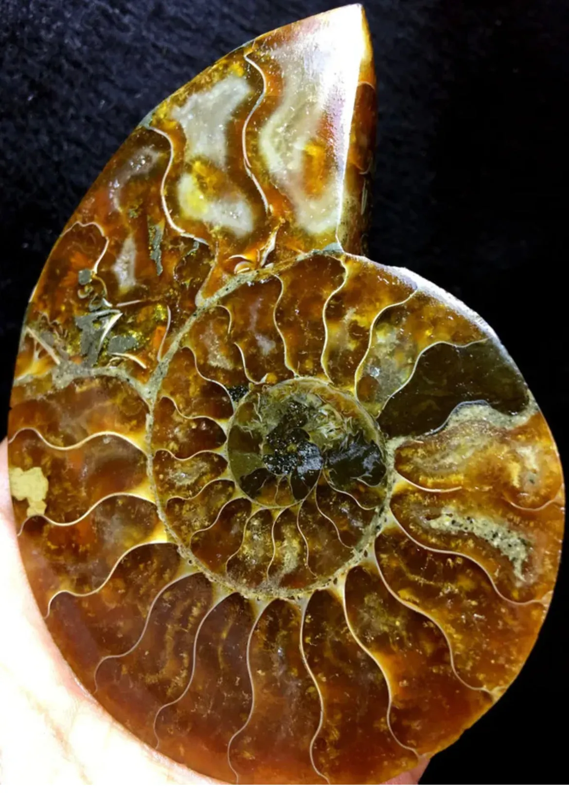 Ammonite Fossil Shell