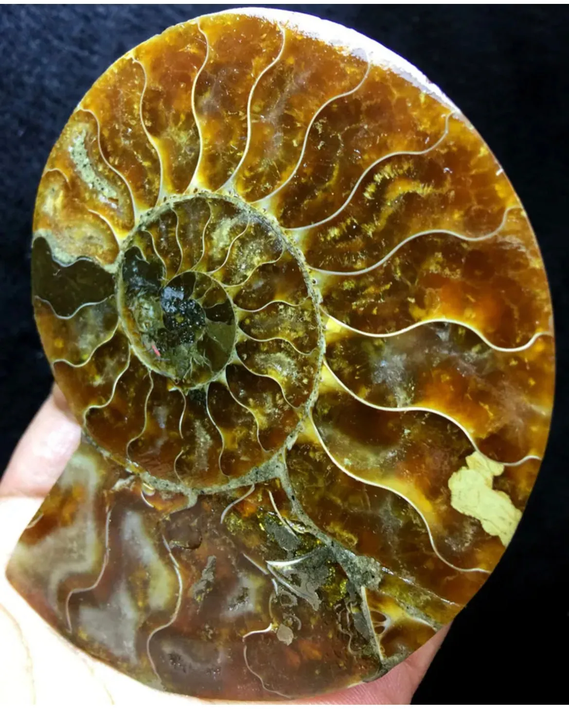 Ammonite Fossil Shell