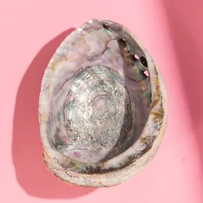 Green Abalone Shell