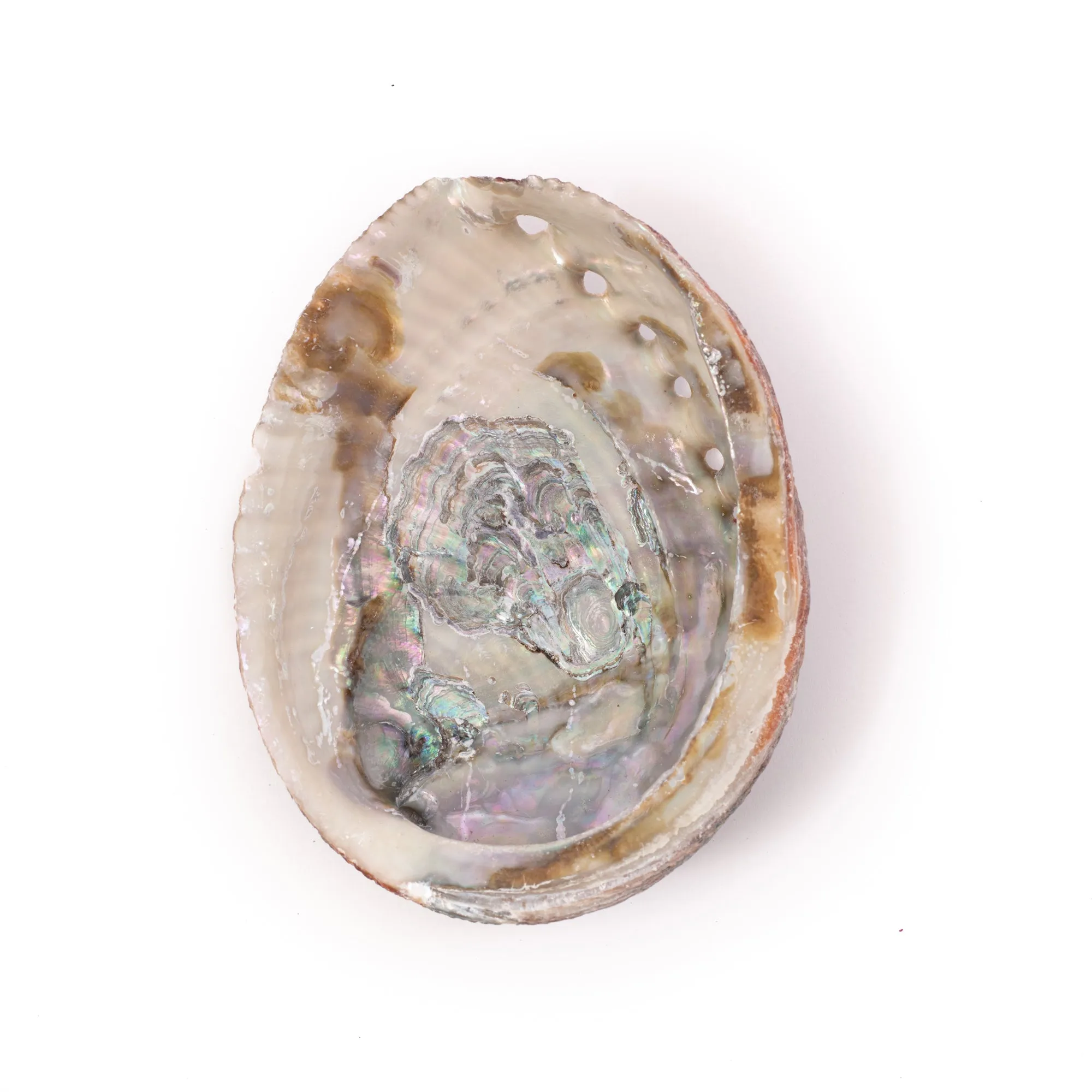 Green Abalone Shell