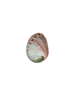 Mini Abalone Shell