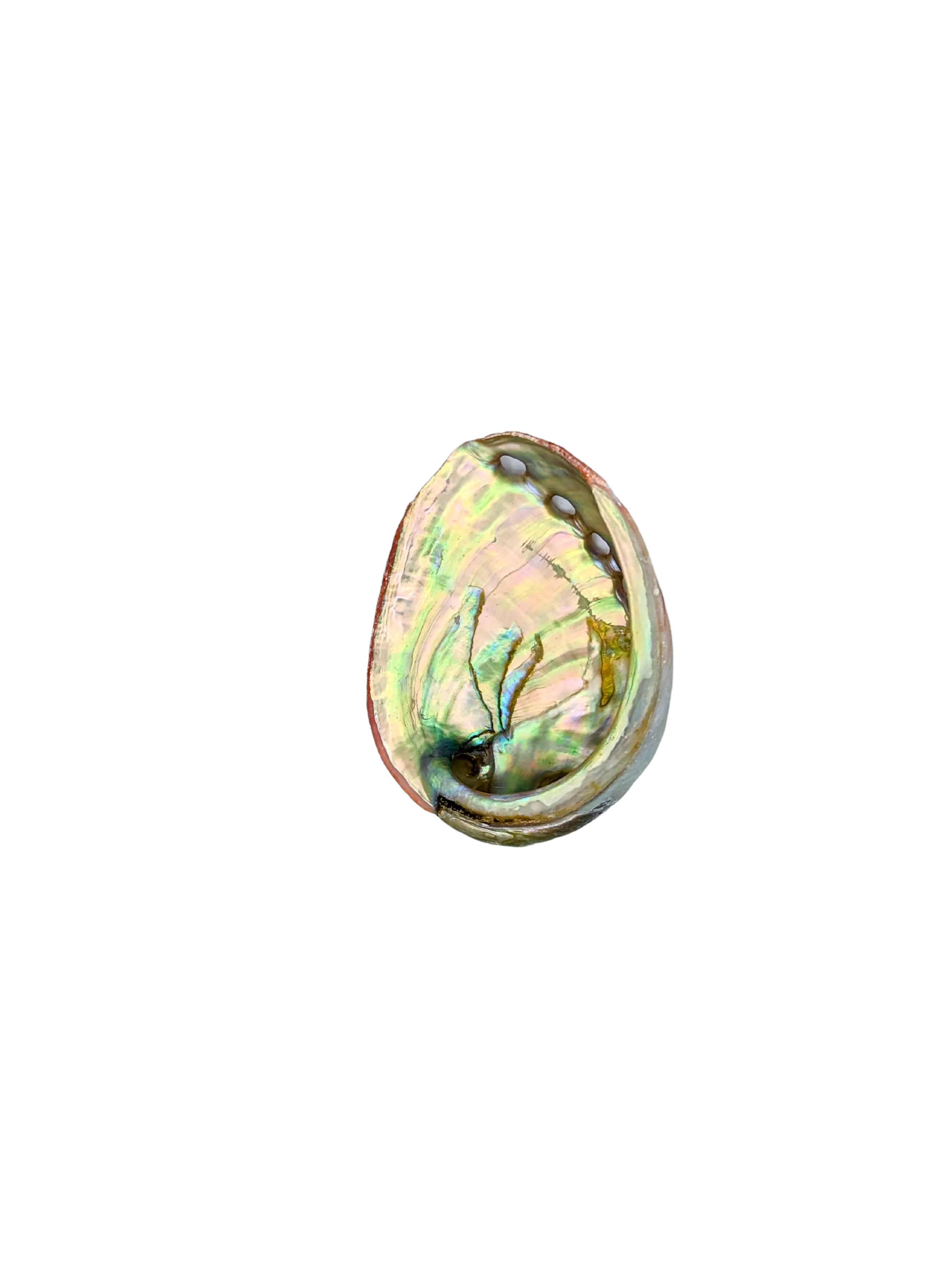 Mini Abalone Shell